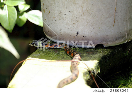 ヤマカガシ 23808045