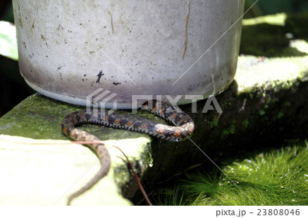 ヤマカガシ 23808046