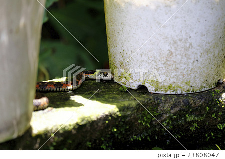 ヤマカガシ 23808047