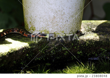 ヤマカガシ 23808048