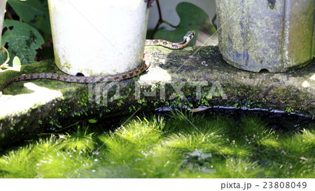 ヤマカガシ 23808049