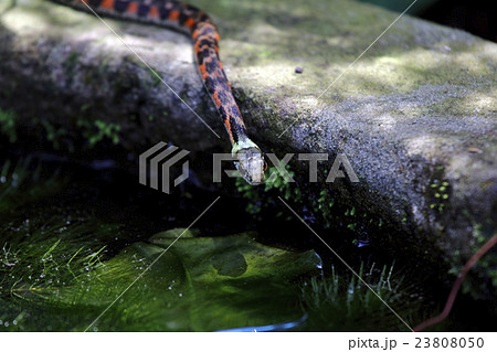 ヤマカガシ 23808050