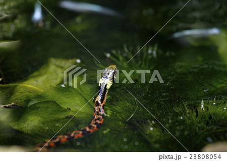 ヤマカガシ 23808054