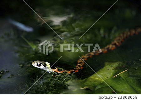 ヤマカガシ 23808058