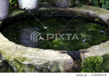 ヤマカガシ 23808059