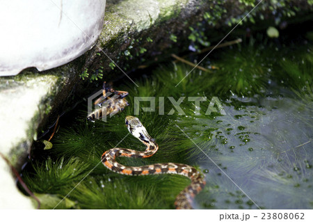 ヤマカガシ 23808062