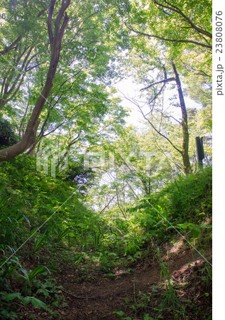春日山城跡遺構 23808076