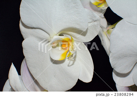 白の胡蝶蘭 白の胡蝶蘭 23808294