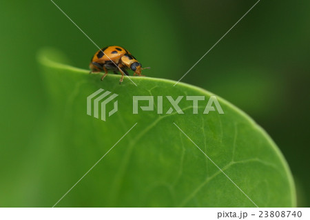 生き物　昆虫　ヤホシテントウ、沖縄本島北部の海岸の草原。グンバイヒルガオの葉の縁を器用に歩いています 23808740