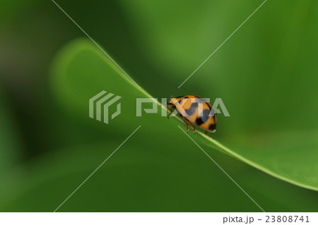 生き物　昆虫　ヤホシテントウ、模様の変異は大きいそうです。この個体の模様は星より帯ですね 23808741