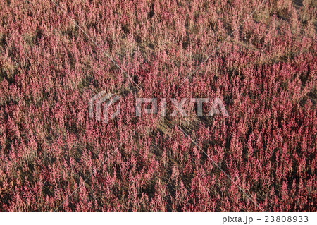 アッケシソウ(厚岸草) アッケシソウ(厚岸草) 23808933