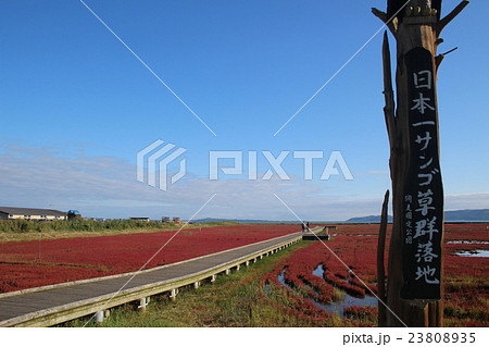 日本一サンゴ草群落地(能取湖) 日本一サンゴ草群落地(能取湖) 23808935