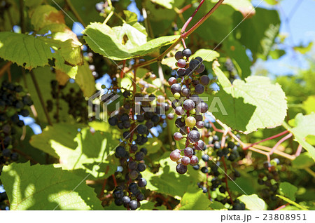 やまぶどう 23808951