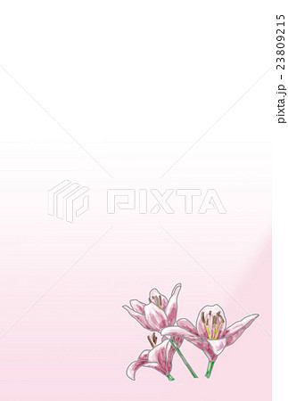 はがき ゆり ピンク はがき ゆり ピンク 23809215