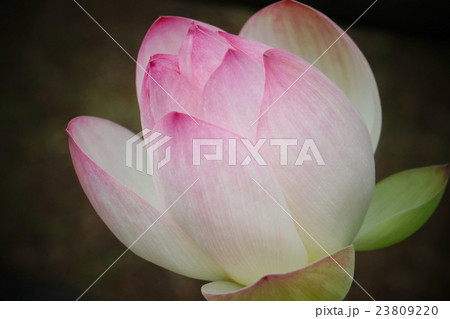 ハス花　蕾 23809220