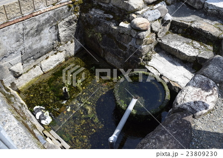 川端文化の地　滋賀針江の生水の郷 23809230