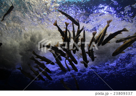 滝つぼを泳ぐ魚（山の水族館） 23809337