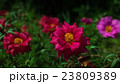 夏の暑さにも負けない花－ポーチュラカ 23809389