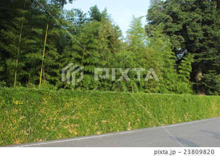 京都　桂離宮の桂垣 23809820