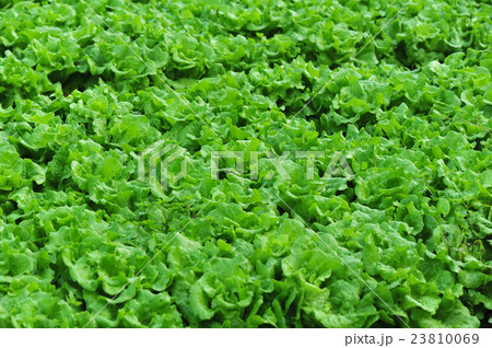 green lettuce crops in growth at vegetable garden green lettuce crops in growth at vegetable garden 23810069