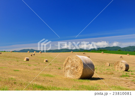 美瑛の丘 23810081