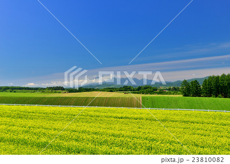 美瑛の丘 23810082