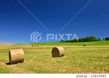 美瑛の丘 23810083