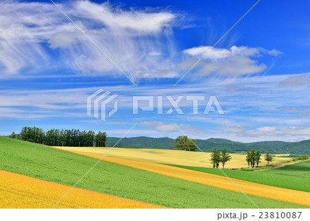 美瑛の丘 23810087