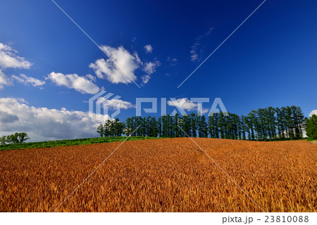 美瑛の丘 23810088