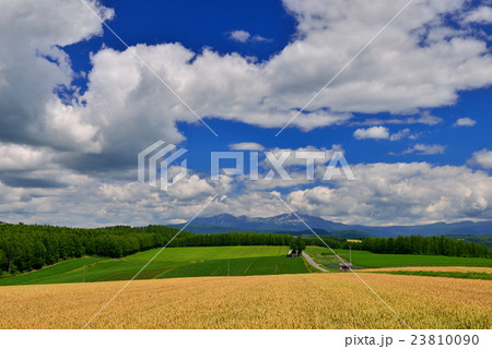 美瑛の丘 23810090