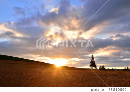 美瑛の丘 23810092