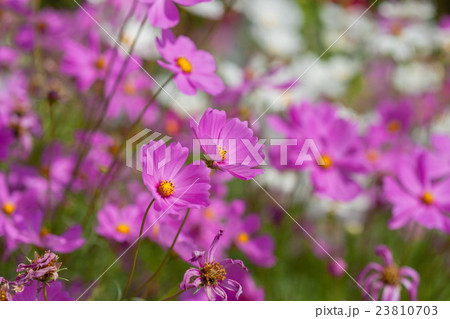 Soft focus on pink cosmos in the garden. 23810703