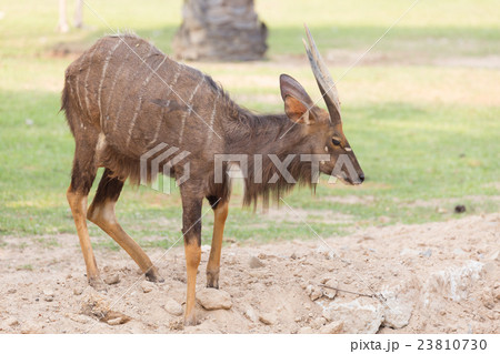 Nyala antelope (Tragelaphus angasii) Nyala antelope (Tragelaphus angasii) 23810730