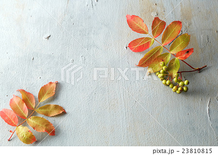 ナナカマド 23810815