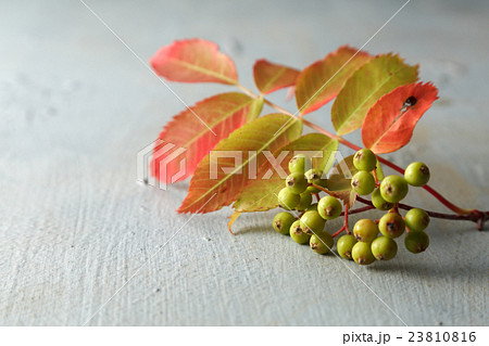 ナナカマド 23810816