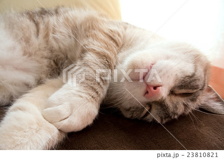 すやすや眠る猫 23810821