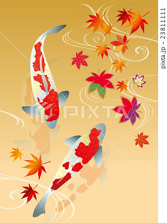 錦鯉 紅葉 金 23811111