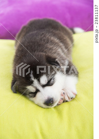 Cute siberian husky puppy sleeping in the bed 23811137