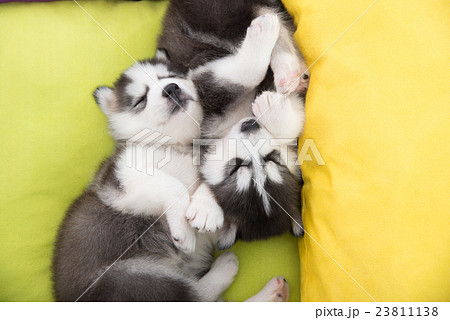 Cute Two siberian husky puppies sleeping in the be Cute Two siberian husky puppies sleeping in the be 23811138