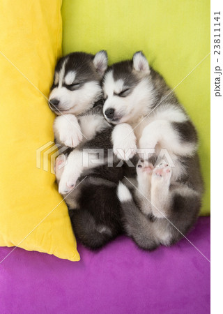 Cute Two siberian husky puppies sleeping in the be 23811141