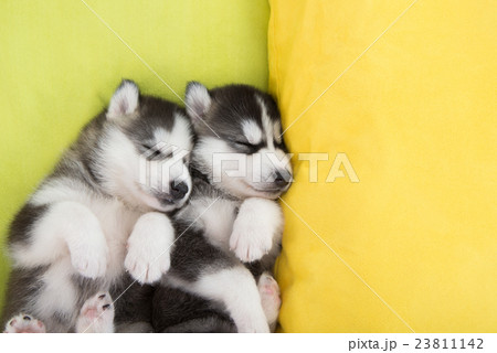 Cute Two siberian husky puppies sleeping in the be 23811142