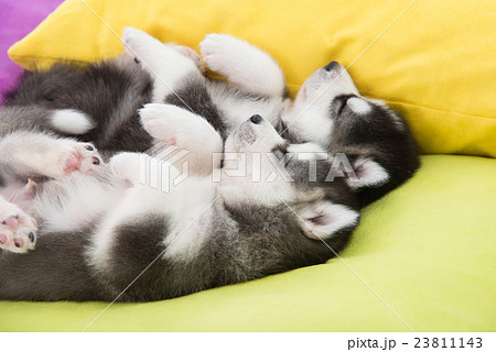 Cute Two siberian husky puppies sleeping in the be Cute Two siberian husky puppies sleeping in the be 23811143