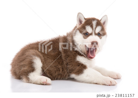siberian husky puppy lying and looking background siberian husky puppy lying and looking background 23811157