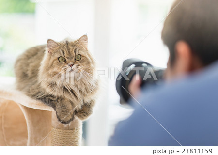 photographer taking a photo of persian cat 23811159