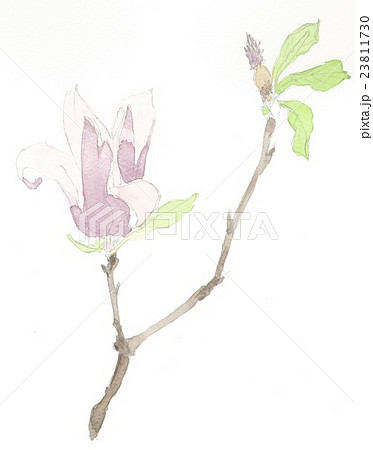 モクレン１ 23811730