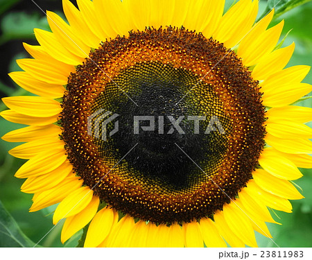 ヒマワリ アツプ  ヒマワリ アツプ  23811983