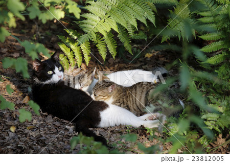 授乳中の親子猫 23812005