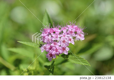 シモツケ（下野） 23812138