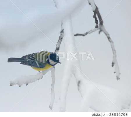great tit on tree brunch 23812763