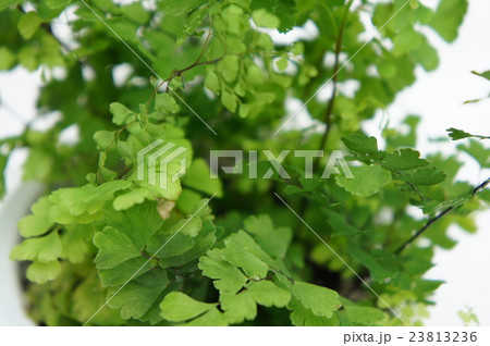 アジアンタム 23813236